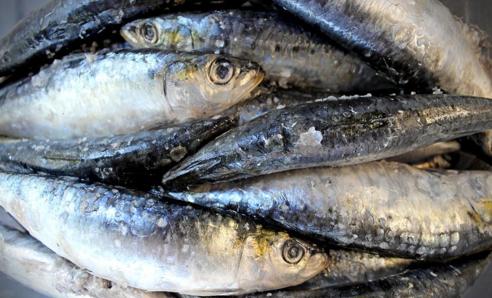 Free Image of Sardines sprinkled with salt 