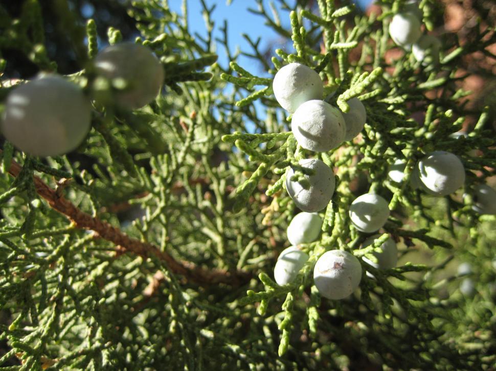 Free Image of Juniper Berries 