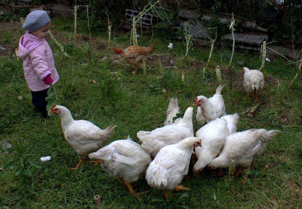 Free Image of Little child feeding the chicken 