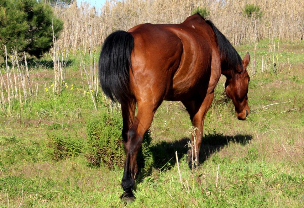 Free Image of Brown Horse 