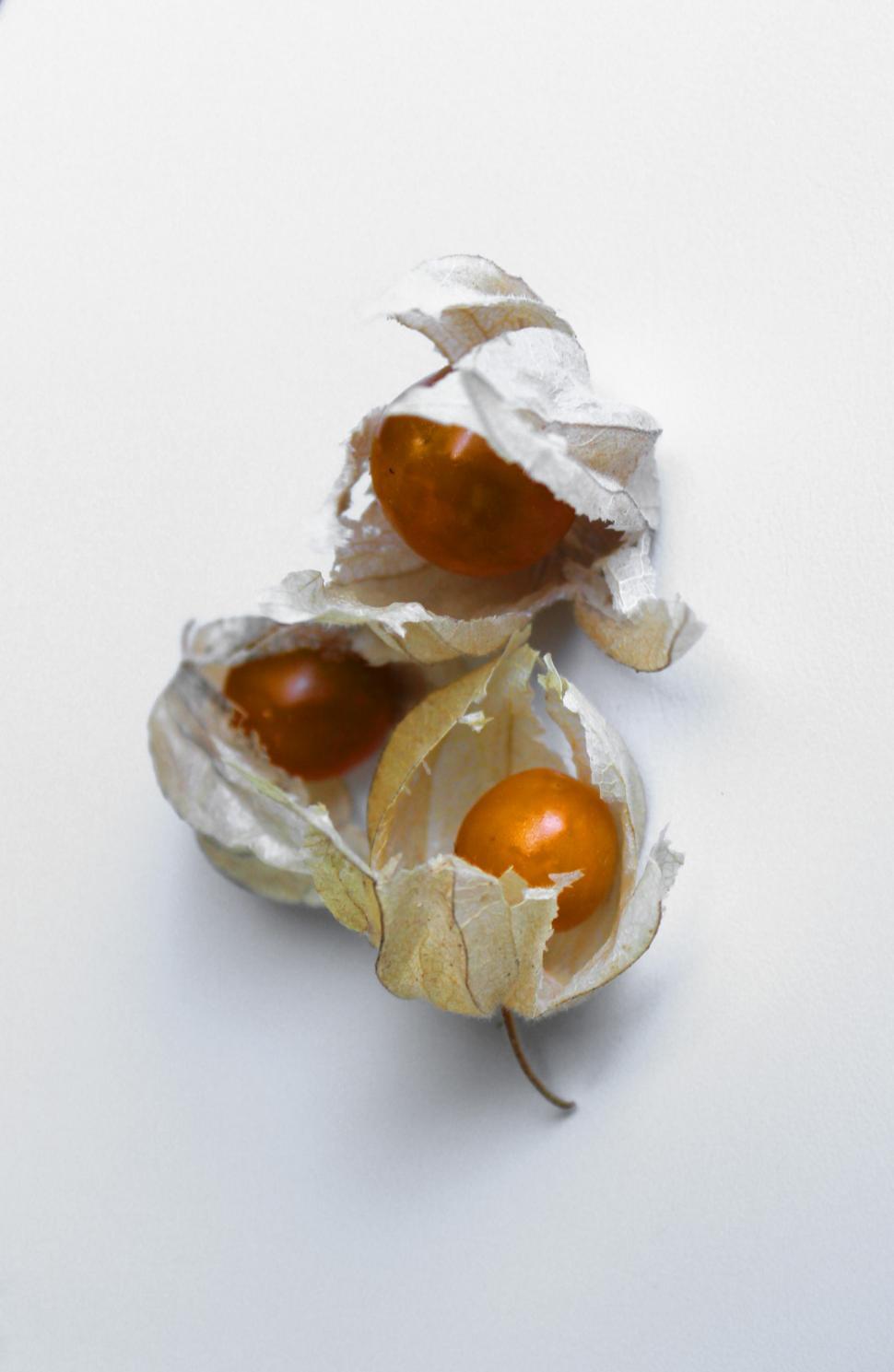 Free Image of Physalis Groundcherries Isolated on White 