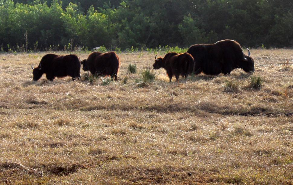 Free Image of Tibetan Yak 