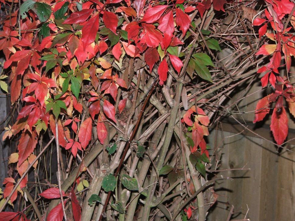 Free Image of Fall Colors 