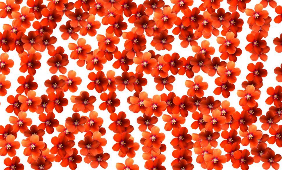 Free Image of Orange Flowers on White 
