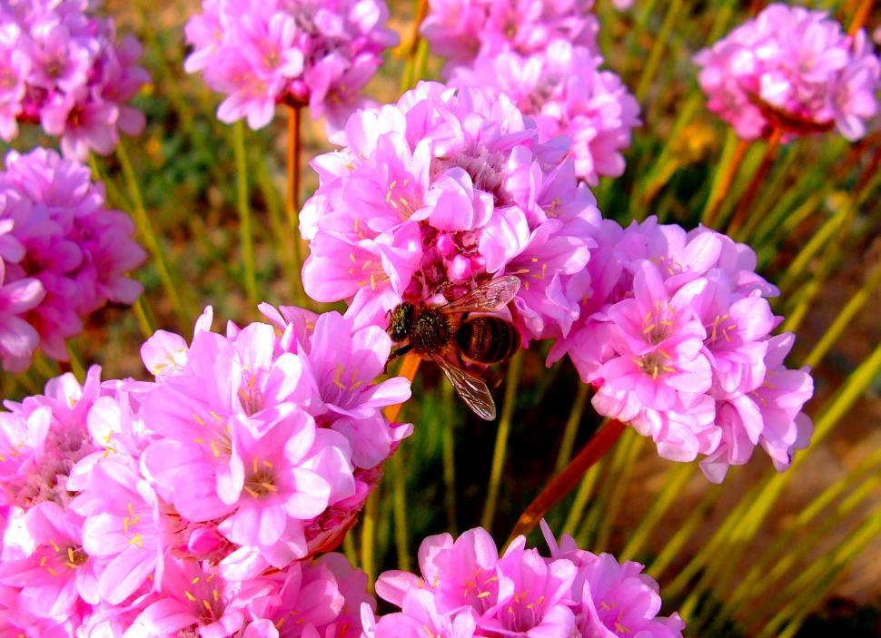 Free Image of Honeybee pollinating Spiny Thrift (Armeria pungens) flowers 