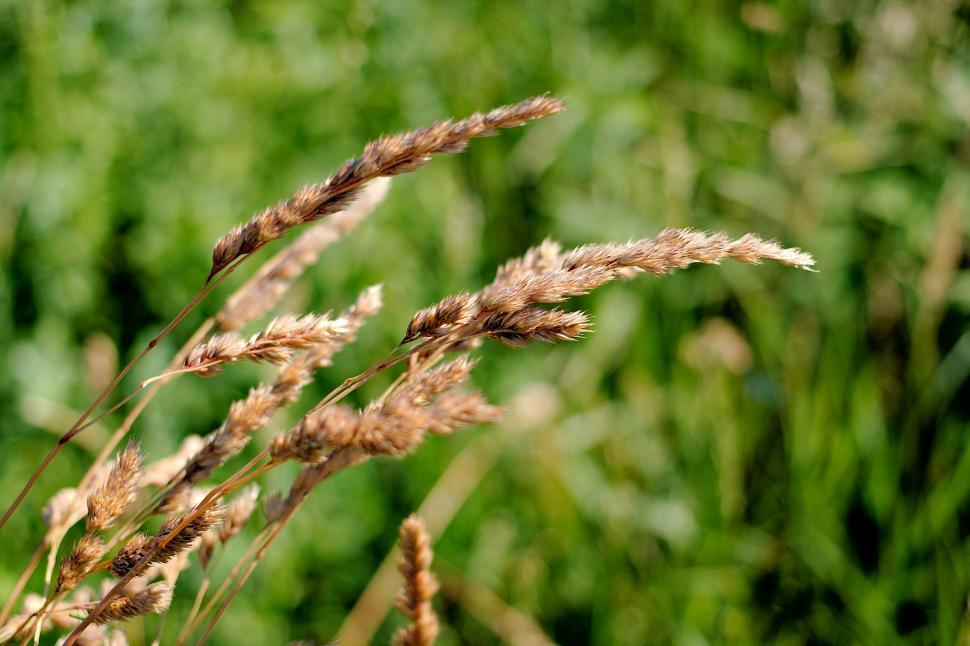 Free Image of Grass 