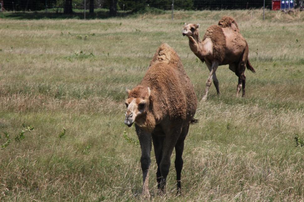 Free Image of Camel 