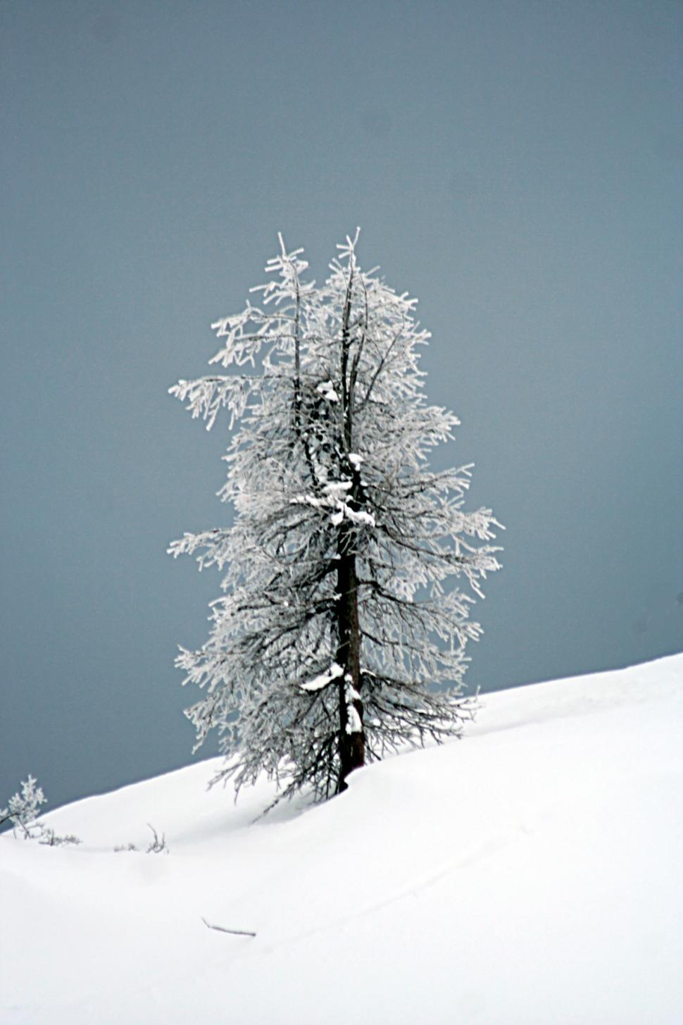 Free Image of The tree 