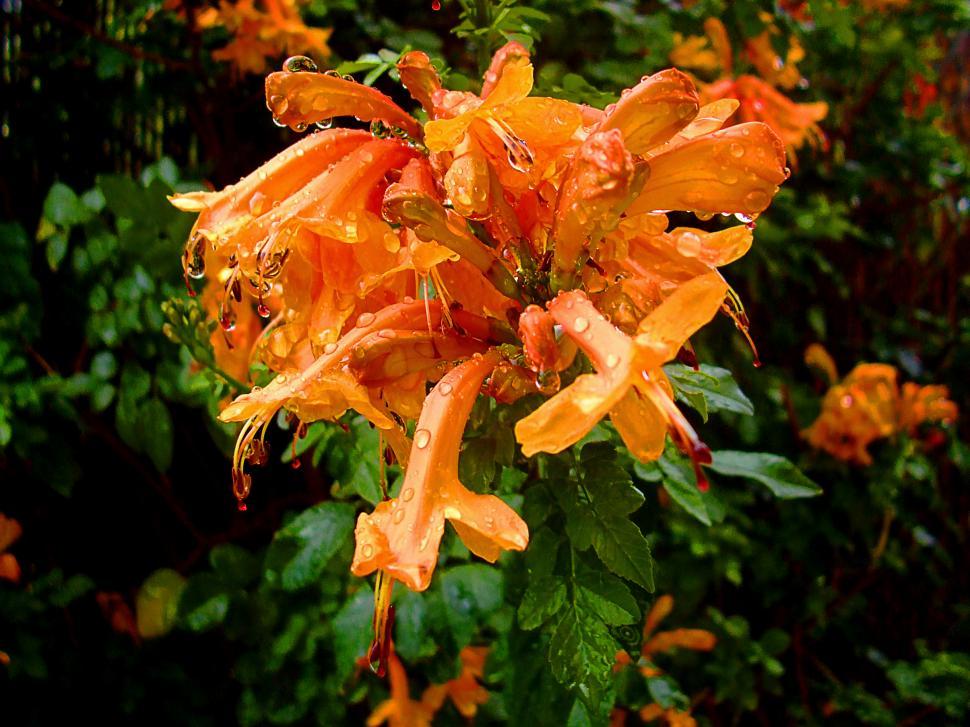 Free Image of Closeup on beautiful blooming orange flower petals with dew drop 