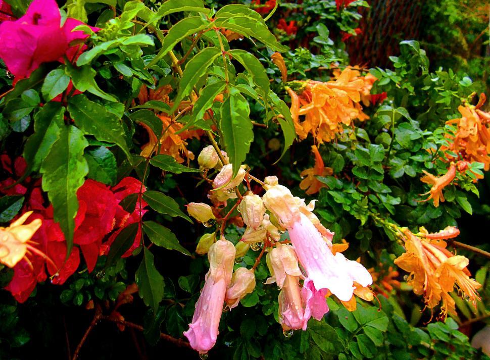 Free Image of Colorful flowers with dew drops 