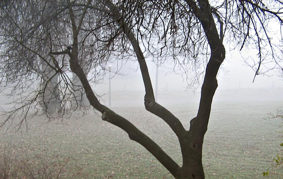 Free Image of The tree 