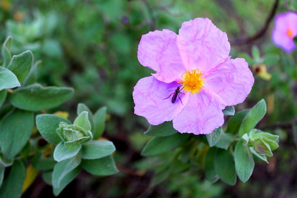Free Image of Bug pollinating a rockrose flower 