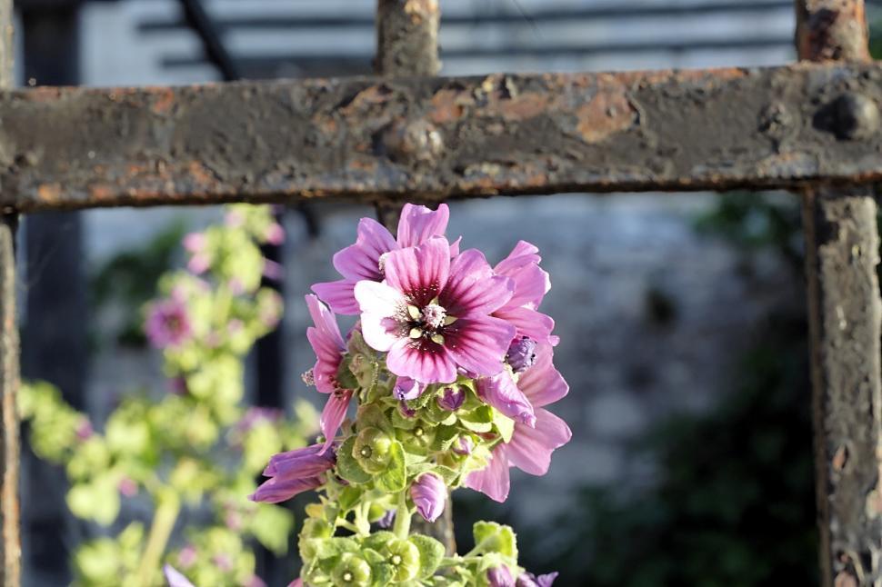 Free Image of The flower 
