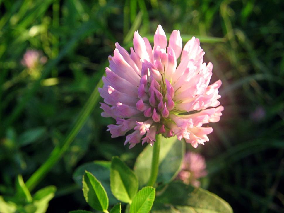 Free Image of Flowers 