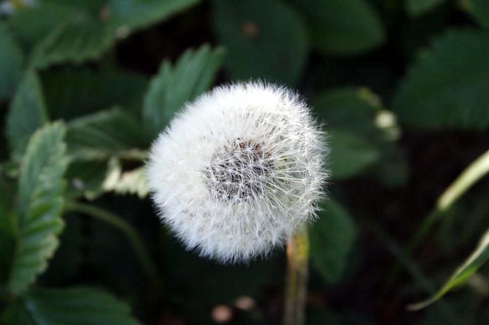 Free Image of Flowers 