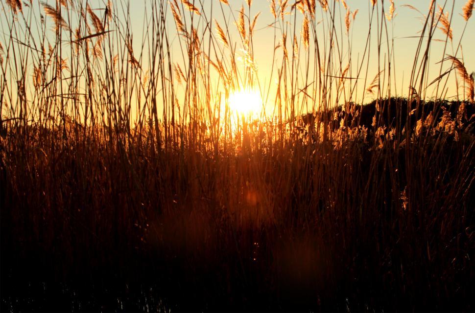 Free Image of Sunset through grass 