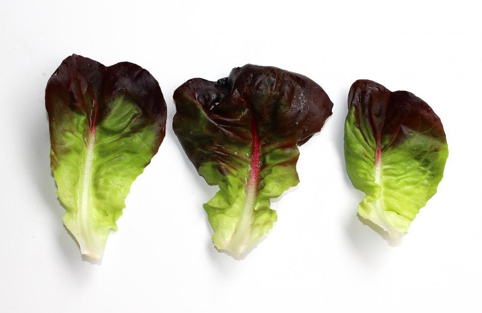 Free Image of Red lettuce leaves isolated on white background 