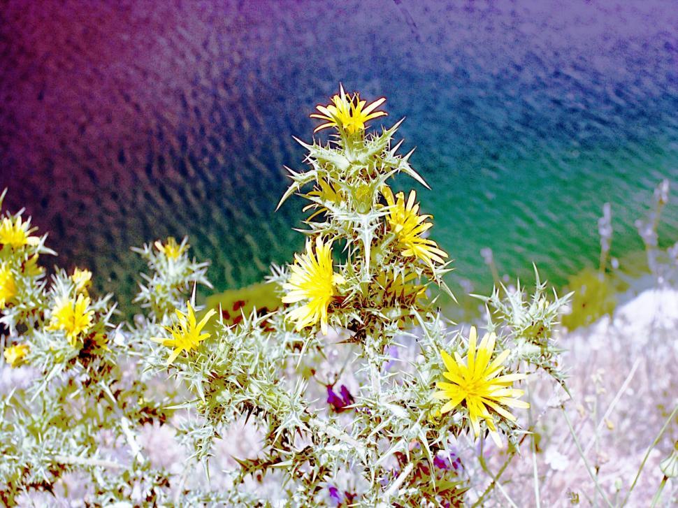 Free Image of The weed 