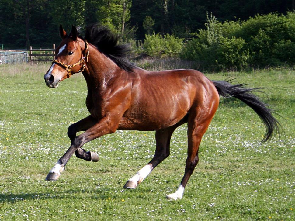 Free Image of Horse running 