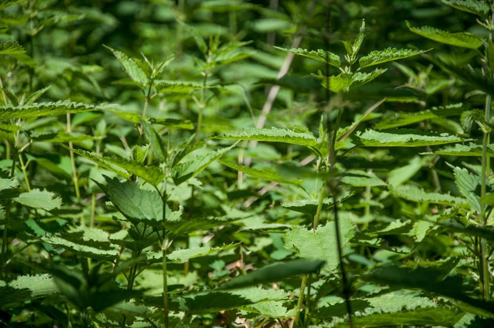 Free Image of Poison ivy leaves (disambiguation) 