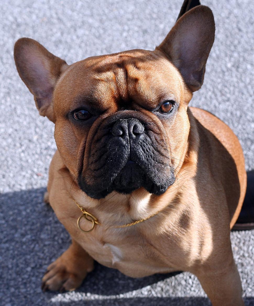 Free Image of French bulldog 