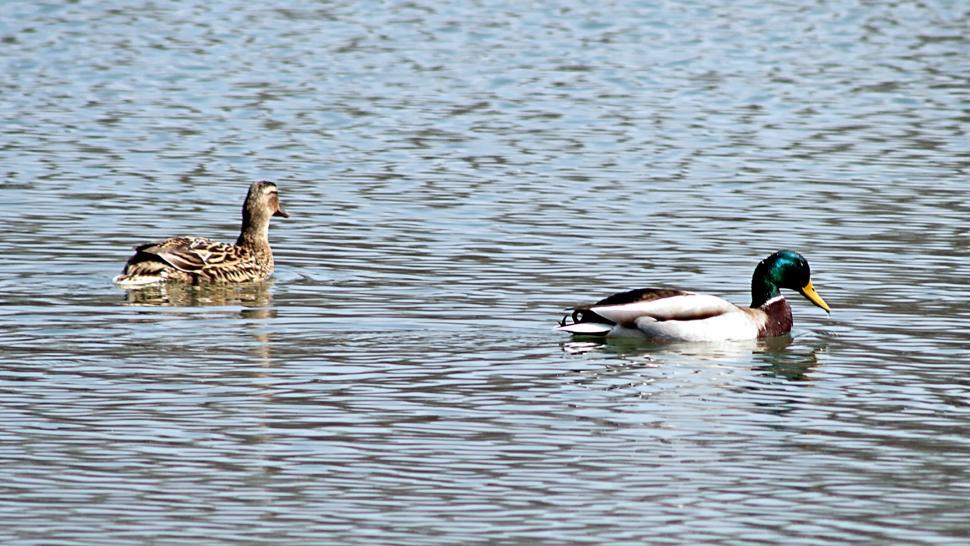 Free Image of Ducks 