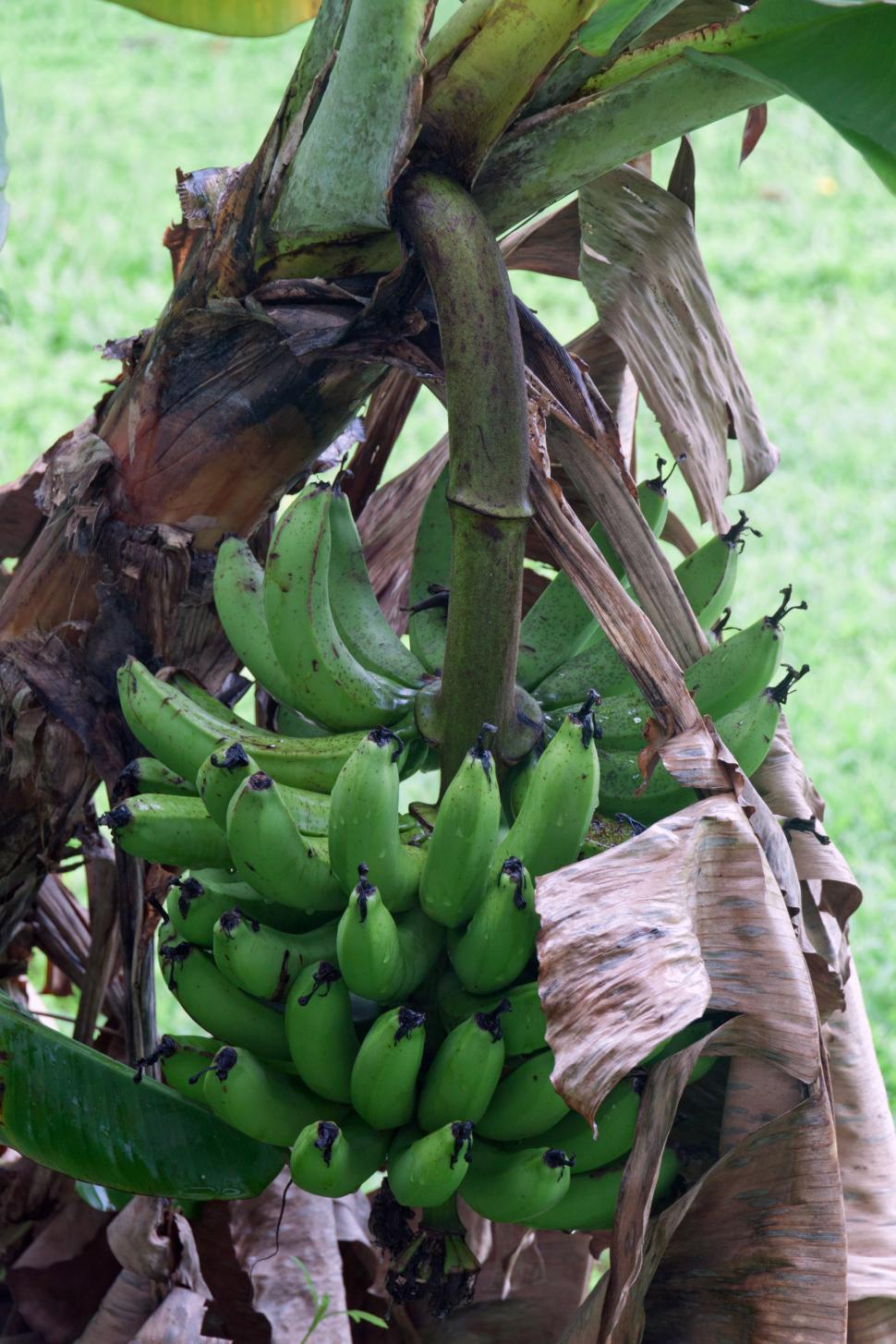Free Image of Banana 