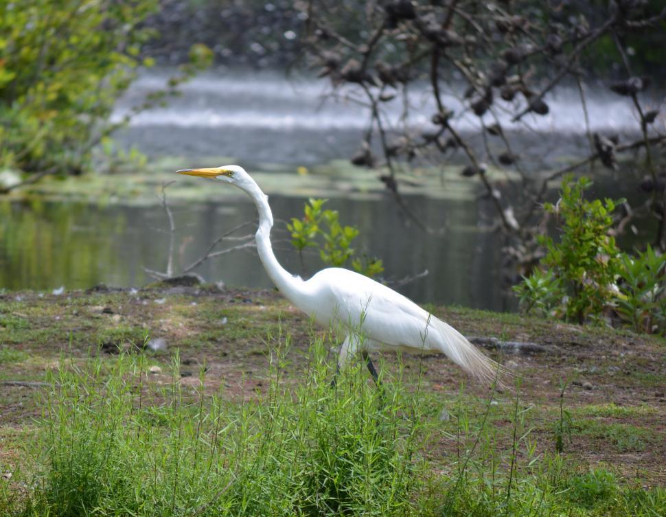 Free Image of White Heron 