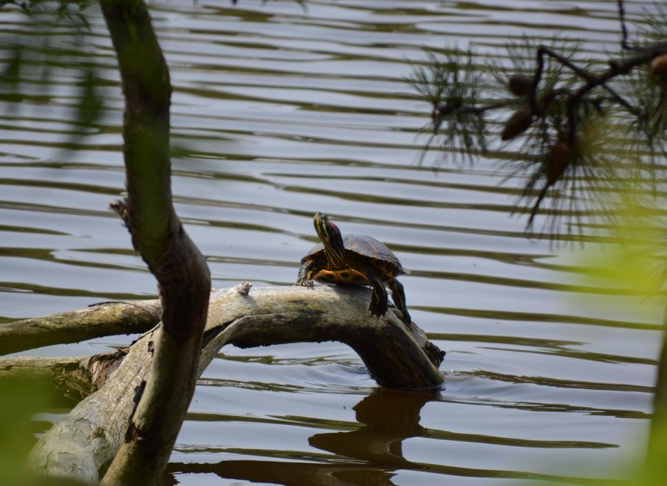 Free Image of Turtle 