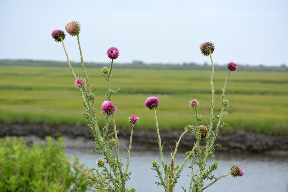 Free Image of Thistle Plant With Bird 