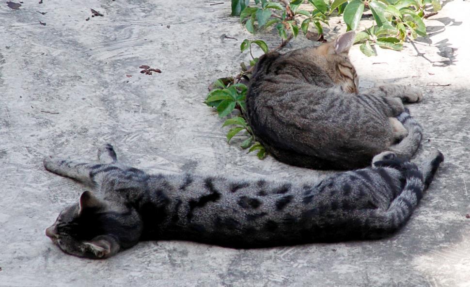 Free Image of Cats on a hot tin roof 