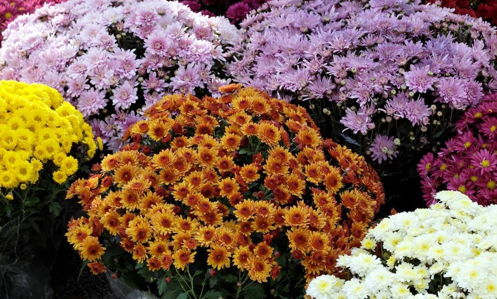 Free Image of Autumn flowers 