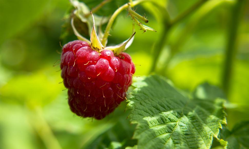 Free Image of Raspberry 