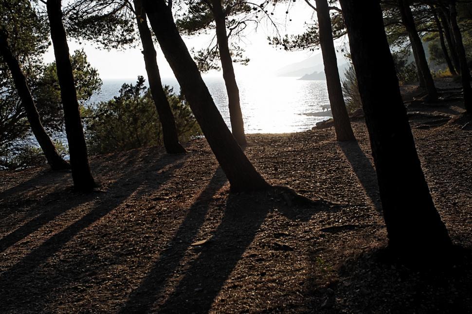 Free Image of Pine forest 