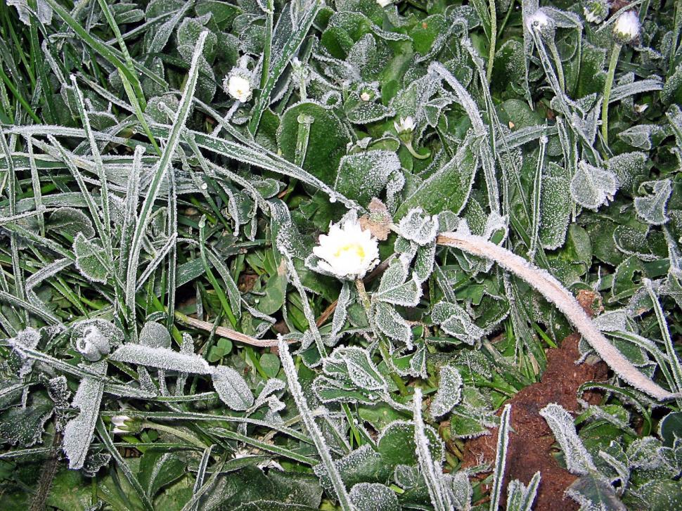 Free Image of Frozen flowers 