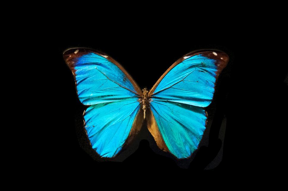 Free Image of Butterfly with open wings 