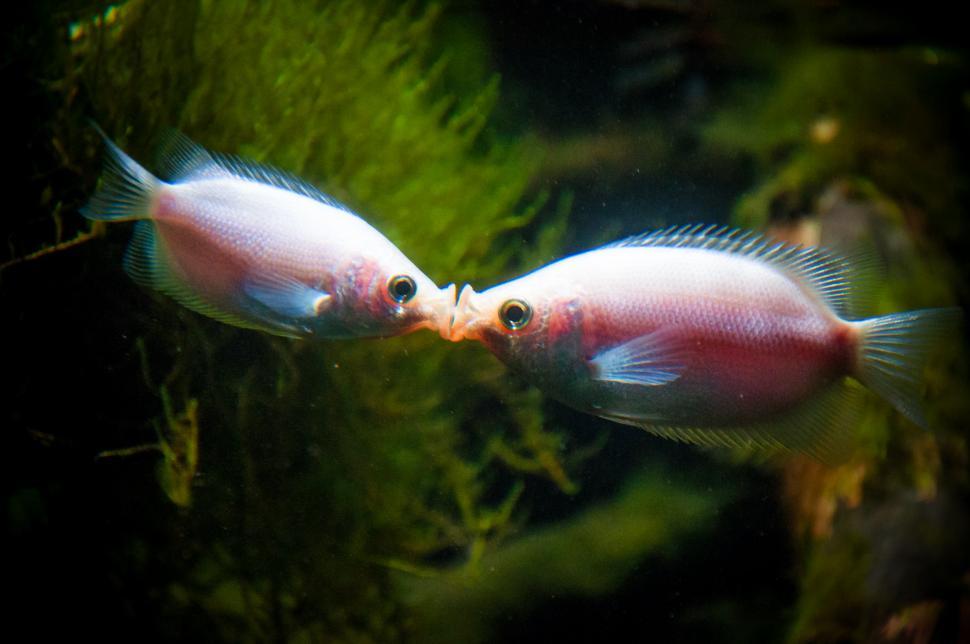 Free Image of kissing fish 