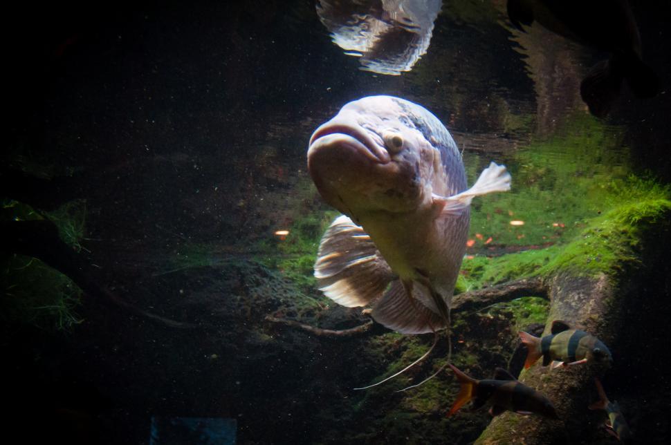 Free Image of big fish 