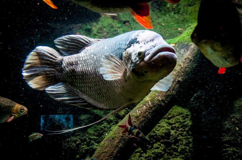 Free Image of big fish 