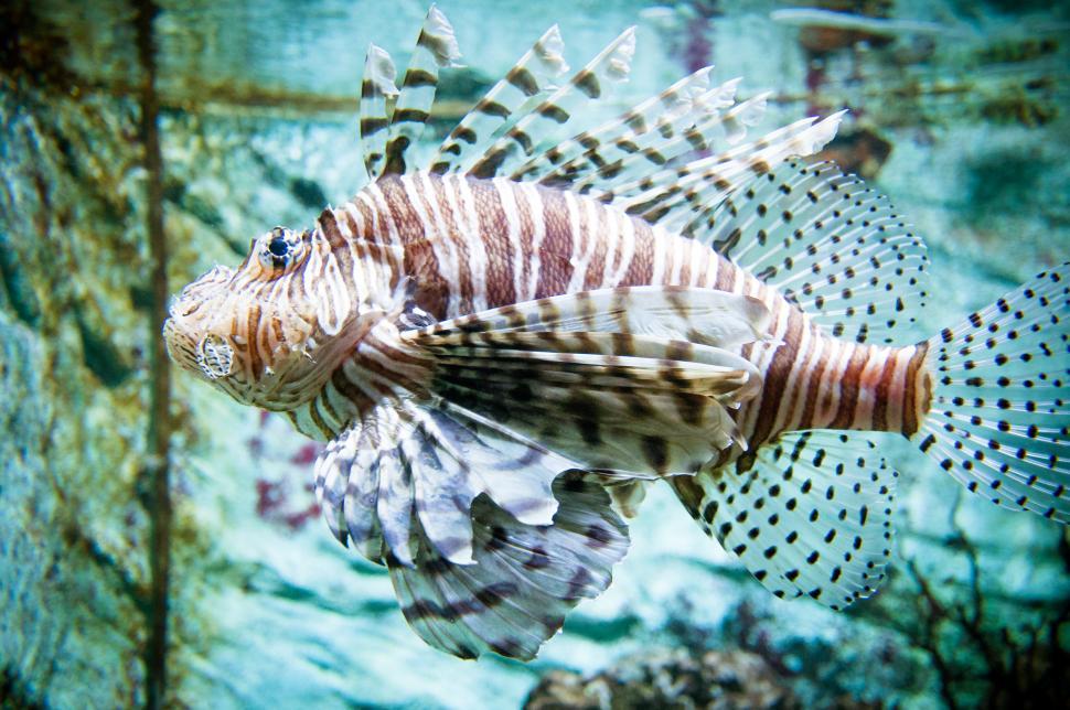 Free Image of Flying lionfish 
