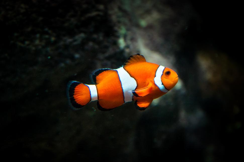 Free Image of clownfish fish 