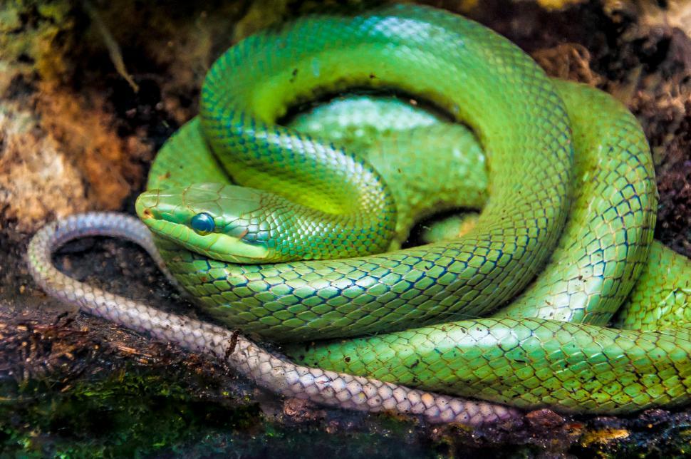 Free Image of snake (green pit viper) in forest 