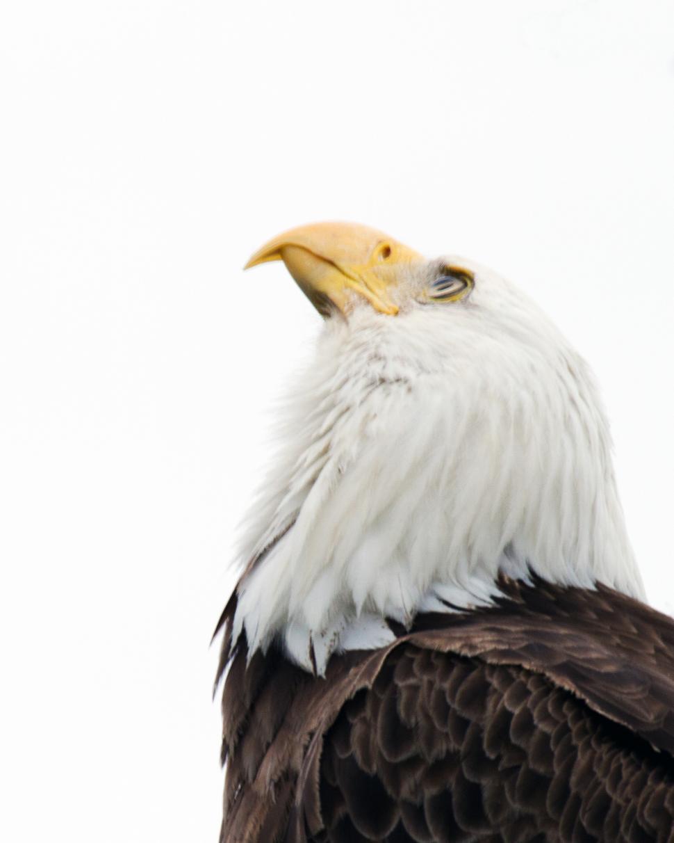 Free Image of Looking to the sky 