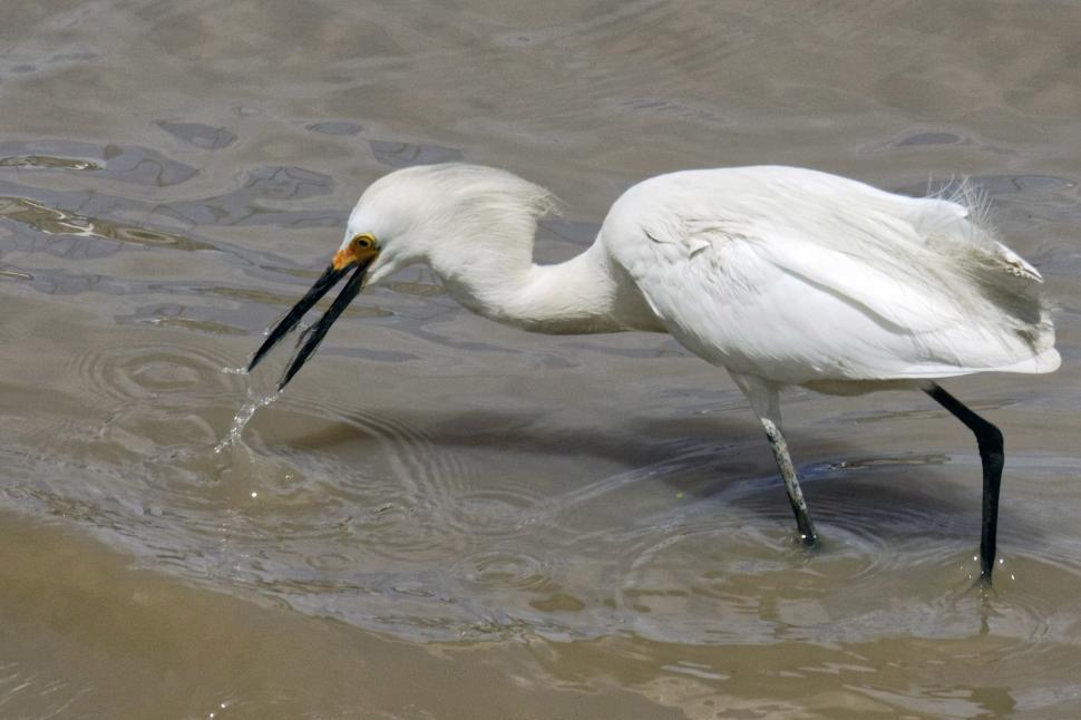 Free Image of Snowy Egret 