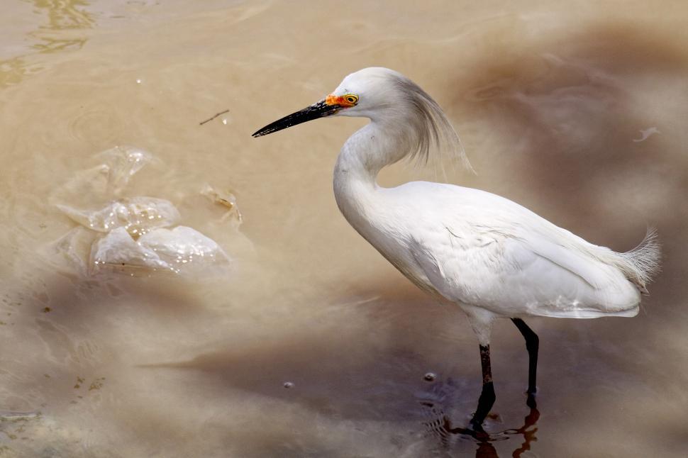 Free Image of Snowy Egret 