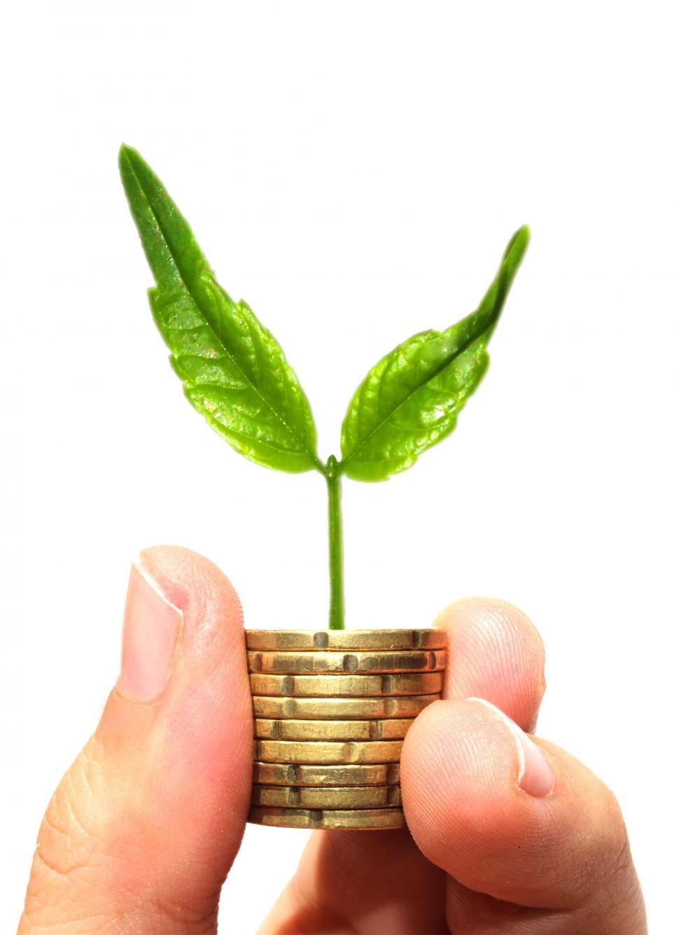 Free Image of Sprout on coins - Asset growth concept 