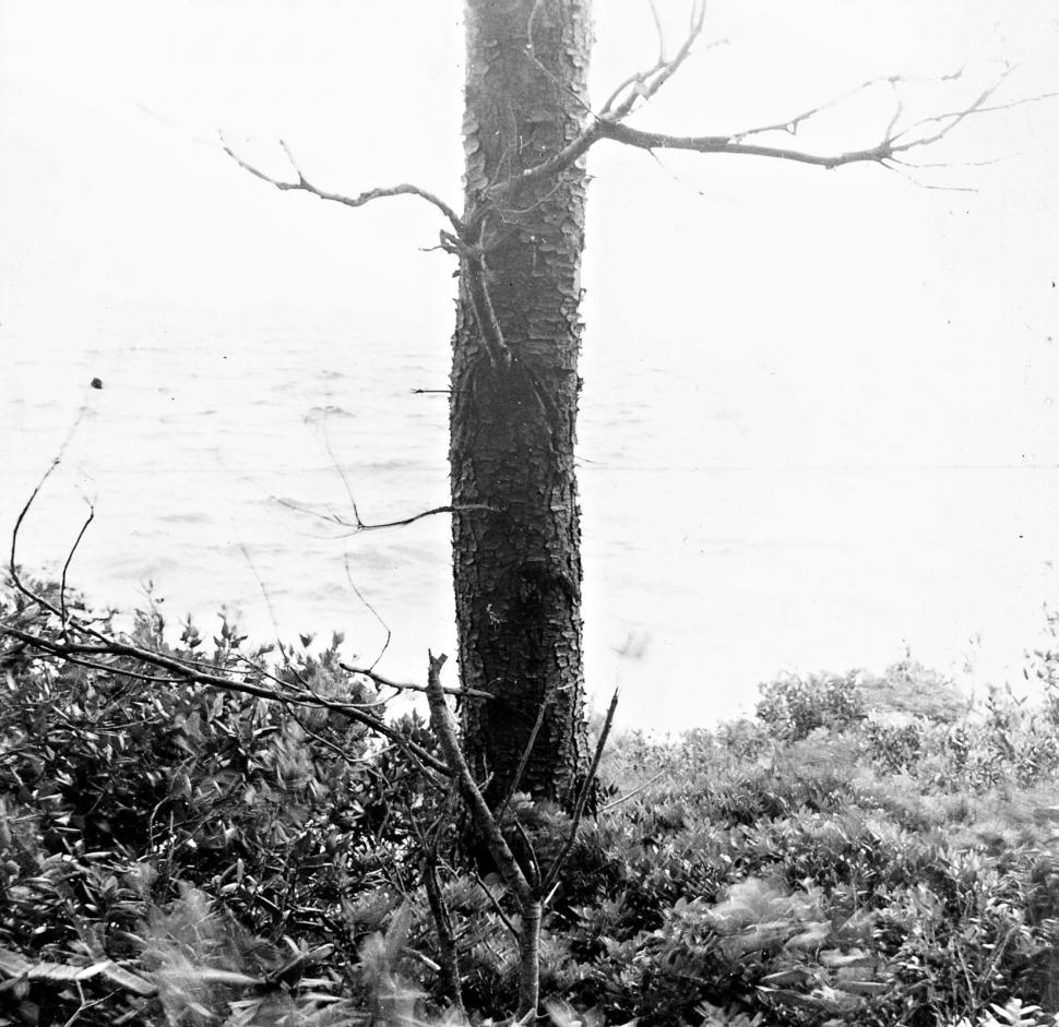 Free Image of The tree 