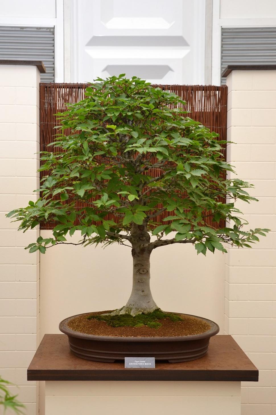 Free Image of Japanese white beech bonsai 