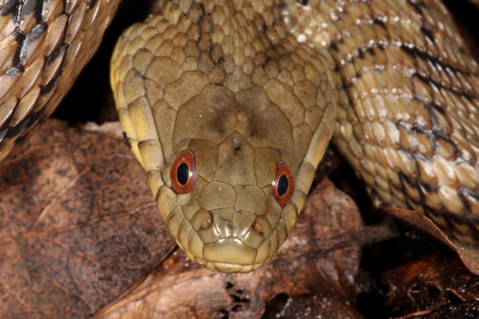 Free Image of Diamondback Watersnake 
