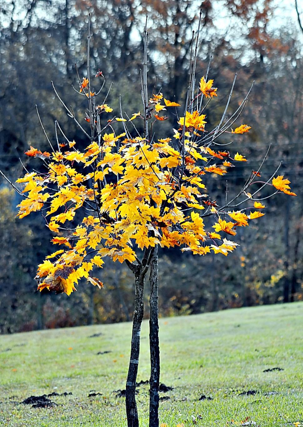 Free Image of Autumn tree 